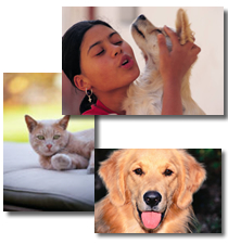 Pet Friendly Townhomes, Townhouses and Condos in Morris County, New Jersey Real Estate New Jersey House &amp; Homes For Sale Pet Friendly Townhouses/Condos in Morris County, NJ Allows Pets